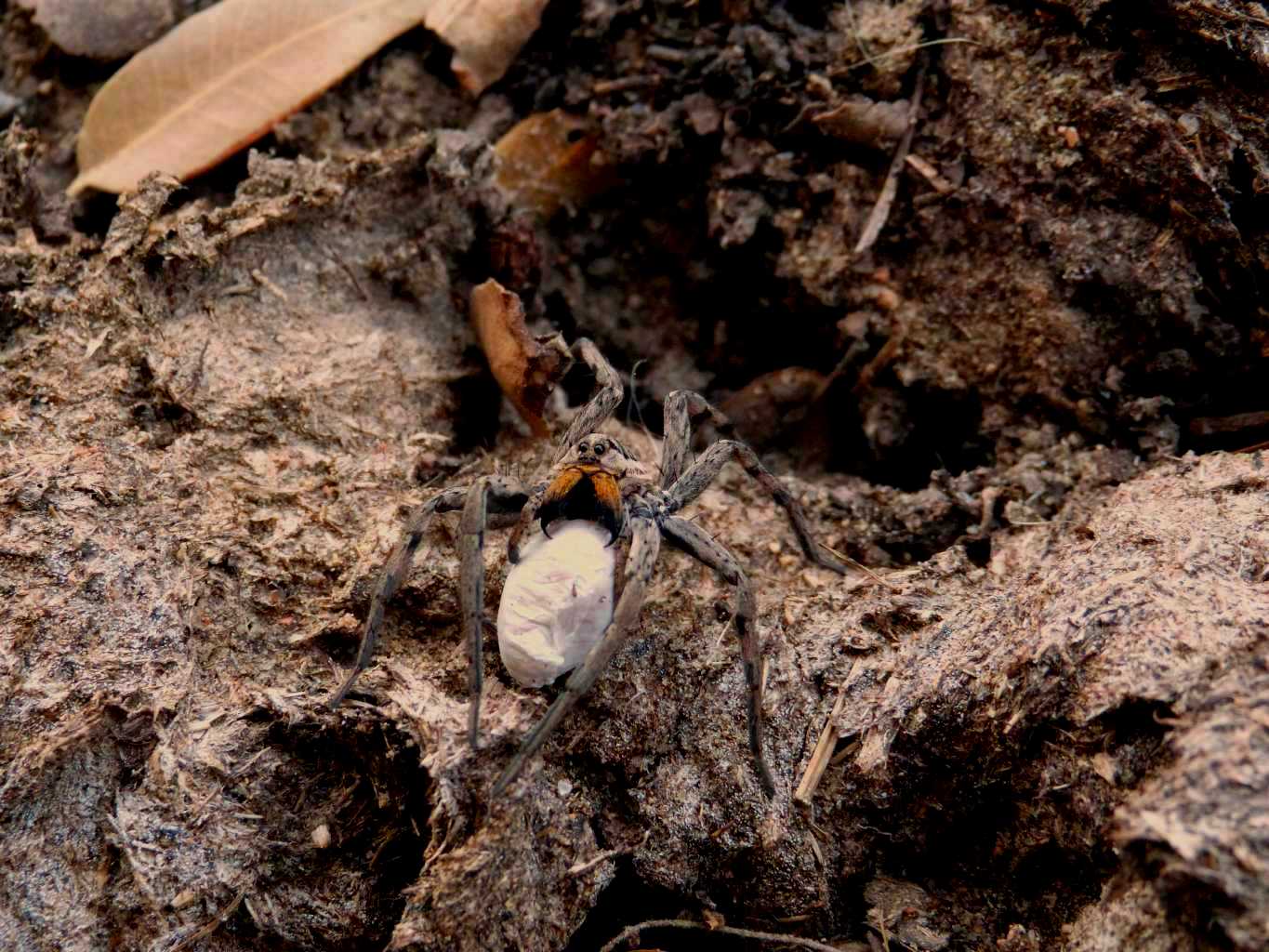 Hogna radiata con ovisacco - S. Teresa Gallura (OT)